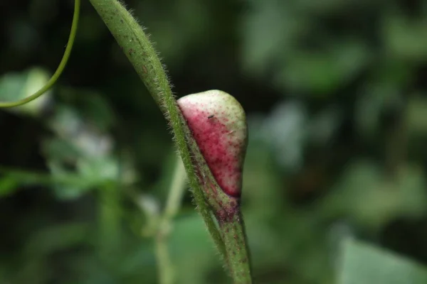 A reddish color natural new leaf protection case (Stipule) on a stem of a Bandicoot Berry plant and a hairy vine climbing on the plant\'s stem. Inside of this Stipule a fresh leaf is waiting to unfold