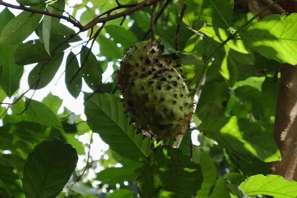 Olgun bir Soursop meyvesinin (Annona Muricata) dikenli meyve yüzeyinde Weaver karıncalarının düşük açılı görüntüsü