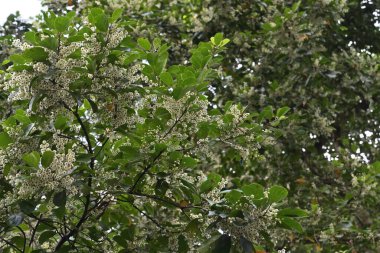 Yükselmiş Seylan zeytin dalı (Elaeocarpus Serratus) görülebilir. Kümeler halinde çiçek açan çok sayıda küçük beyaz çiçek vardır.