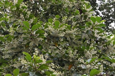 Yükselmiş Seylan zeytin dalı (Elaeocarpus Serratus) görülebilir. Kümeler halinde çiçek açan çok sayıda küçük beyaz çiçek vardır.