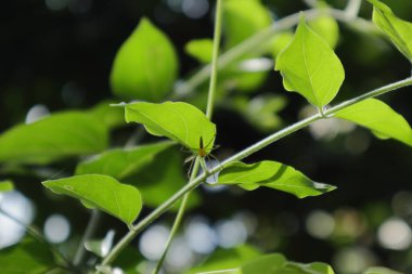 Turuncu çizgili vaşak örümceği görüntüsünün altında doğrudan güneş ışığına maruz kalan bir asma yaprağının altında saklanıyor.