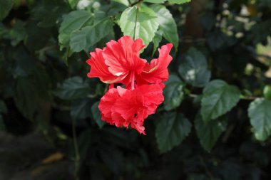 Bahçede çift katmanlı kırmızı Hawaii amber çiçeği (Hibiscus Rosa sinensis) görülür. Bu çiçek aynı zamanda Çin amblemi olarak da bilinir, Wada çiçeği.