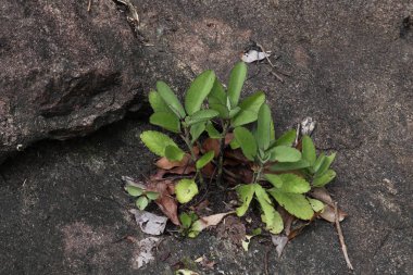 Few Cathedral bells plants (Kalanchoe Pinnata) growing on a surface of a granite rock. This plant has ability to produce new plants from leaves and know as the Life plant, Miracle leaf, Akkapana