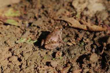 Arkadan bakıldığında, uzun bacaklı çekirge kurbağası veya Bombay siğil kurbağası olarak bilinen kahverengi küçük bir kurbağa (Minervarya syhadrensis) ıslak çamurlu zeminde oturmaktadır.