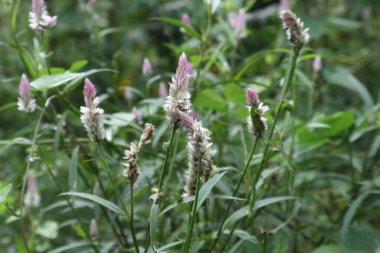 Gümüş horoz tarağı bitkilerinin (Celosia argentea) çimenlik alanda büyüyen soluk pembe ve beyaz çiçek dikenlerinin görüntüsü