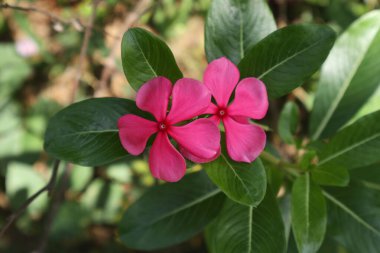 İki koyu pembe pelerinli çiçeğin (Catharanthus roseus) yukarıdan görünüşü birbirine yakın açar.