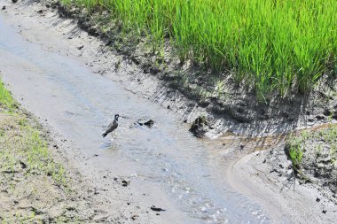 Güneşli bir sabah pirinç çeltik tarlasının ortasında küçük bir akarsuda yürüyen kırmızı kanatlı bir kuş görüntüsü (Vanellus indicus)