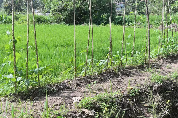Several Snake bean vine plants (Asparagus bean) growing in a row with the supporting sticks to climb up. The vines are grown on an elevated soil portion in a paddy field known as the paddy field ridge