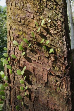 Kauçuk gövdeden toplanan süt kabuğunun dikey görüntüsü. Bu gövde ince kabuk kırık, ve yosun ve sikke gibi yüzeyi büyüyen Pyrrosia piloselloides eğreltiotu gibi