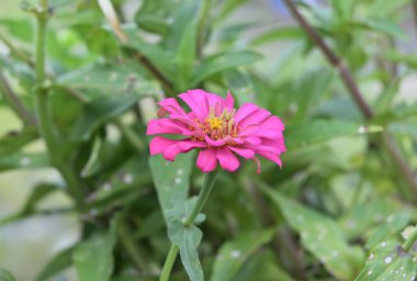 Pembe renkli bir Zinnia çiçeğinin ortası sarı renkli ışın çiçekleri ve disk çiçekleriyle dolu.