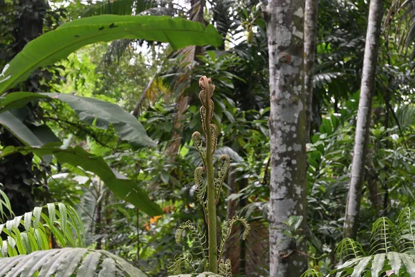 View of a newly emerged large leaf stem with the unfurling fern fronds. This fleshy green petiole is raised from a Giant fern (Angiopteris evecta) plant in a humid environment