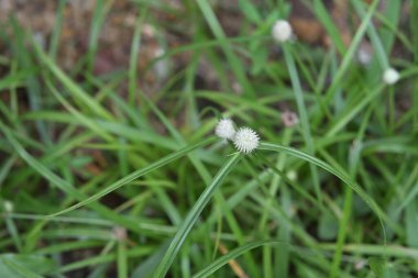 Beyaz bir su yatağının (Kyllinga nemoralis) küçük yuvarlak beyaz çiçeğinin (çiçekli baş) üst görünümü