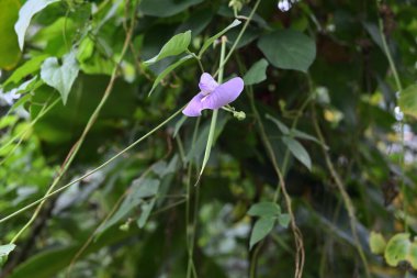 Sallanan mor lavanta renginde mavi renkli bir bezelye (Centrosema virginianum) çiçeğinin altında
