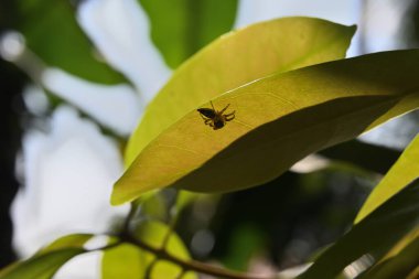 Güneş ışığına maruz kalmış taze bir yaprağın altında oturan soluk kahverengi çizgili zıplayan örümceğin görüntüsünün altında