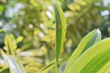 Hindistan yaprağının yüksek bir şarkısında oturan çizgili vaşak örümceğinin yan görüntüsü. Bu örümcek ağı (yuva) sarı ve yeşil çizgili yaprakların arasından inşa edilmiştir.
