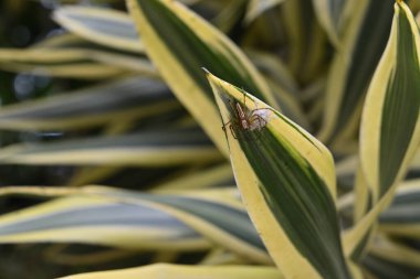 Çizgili bir vaşak örümceği yumurta içeren örümcek ağının yanında oturur. Ağ, Hindistan 'ın Şarkısı ağacının farklı bir yaprağının ucunda yapıldı.