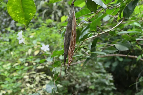 A dry and open seed capsule of a coral swirl tree (Wrightia antidysenterica) is hanging with the seeds that will be spread by the wind