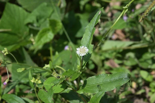 A tiny white False daisy flower (Eclipta prostrata) blooms in a lawn area. This plant, also known as the names like Keekirindiya, Karisalankanni, bhringraj