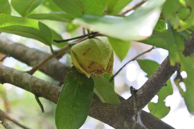 Çiçeklerin üzerinde yürüyen birkaç Weaver karıncayla çiçek açan Soursop çiçeğinin (Annona muricata) düşük açılı görüntüsü