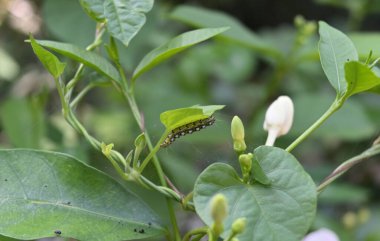 Vücudunda siyah beyaz lekeler olan zeytin yeşili bir tırtıl yaprağın altında kambur dururken bir üzüm yaprağı yiyor. Etrafındaki yaprakların ve çiçek tomurcuklarının arasından bak