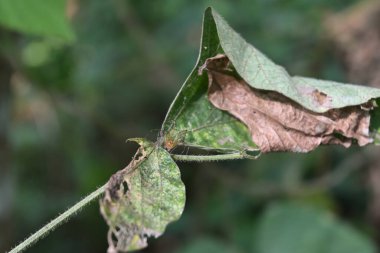 Turuncu çizgili bir vaşak örümceği (Oxyopes salticus) tropikal kudzu yaprağının gövdesine dayanır.