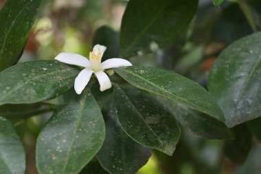 Dal üzerinde çiçek açan küçük beyaz narenciye çiçeğinin güzel manzarası. Bu Citrus cinsi bitki, yerel olarak Nas naran olarak bilinir ve daha az tatlı meyveler üretir.