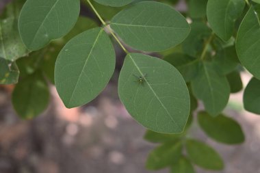 Metalik yeşil renkli, uzun bacaklı bir sineğin yukarıdan görünüşü Gliricidia yaprağının yüzeyinde (Gliricidia sepium)