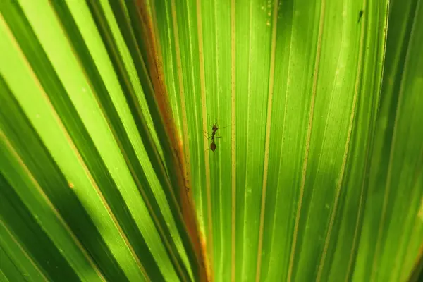 Beautiful view of a weaver ant walking on a fresh palm leaf that is being exposed to direct sunlight