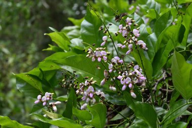 Çiçek kümelerinde açan bir Hint kayın ağacının (Pongamia pinnata) mor renkli çiçekleri ve çiçek tomurcuklarını görmek