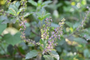 Bir fesleğen bitkisinin (Ocimum tenuiflorum) küçük çiçekleri bahçede tomurcuklanır.