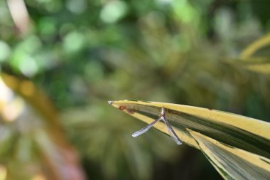 Hindistan 'ın (Dracaena reflexa) bir şarkının farklı bir yaprağının ucunda oturan Zoraida cinsine ait yükseltilmiş kanatlı eşsiz bir bitkisel böceğin arka plan görüntüsü)