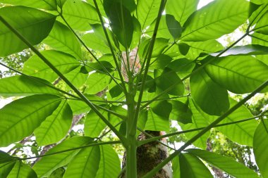 Taze yeşil yapraklı genç bir kauçuk dalın altında kauçuk bir gövde büyüyor.