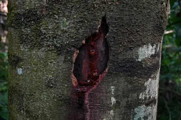 stock image View of a bark damaged section of a jack tree stem with tree sap flowing on the stem surface