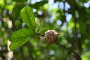 Bir bitki sapında Mantid böceğinin yumurta kapsülünün ön yüzey görüntüsü