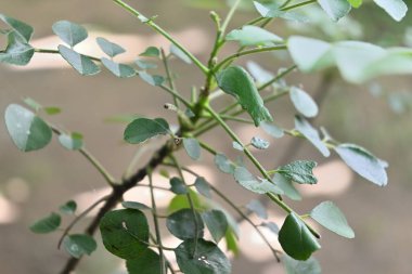 Köri yaprağının gövdesinin altında asılı Mormon kelebeğinin bir açı görüntüsü..