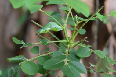 Genel Mormon kelebeğine (Papilio polytes) ait yeşil renkli bir kelebek kozalağının yan görüntüsü, köri yaprağı sapının altında asılı..