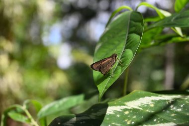 Yeşil bir yaprağın üzerinde oturan küçük koyu renkli hızlı kelebeğin (Pelopidas mathias) güzel bir manzarası.