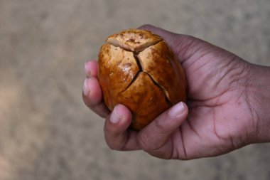 View of a cleaned and cracked opened fruit of a Vateria copallifera endemic tree that is being held by a female hand. This fruit is known as Hal, and Sri Lankans use this fruit with various food items clipart