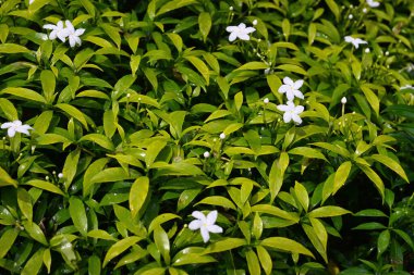Küçük beyaz çiçekleri ve yağmurda ıslanmış yeşil yaprakları olan bir yasemin bitkisinin manzarası.
