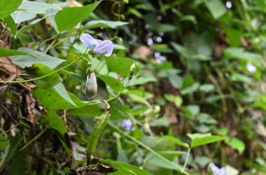 Kanatlı fasulye çiçeğinin (Psophocarpus tetragonolobus) çiçek açması ve altında solan solmuş çiçeğin görüntüsü