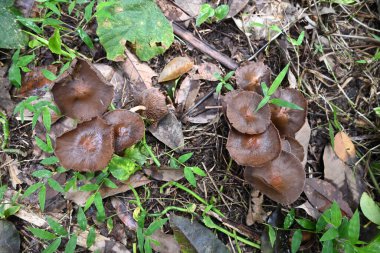 Eski solmuş mantarların yerde açtığı genel manzara. Bu kahverengi renkli mantarlar ballı mantarlara benzer (bal mantarı).).