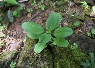 High angle view of a small cathedral bell plant (Kalanchoe pinnata) growing in the gap between on small rocks clipart