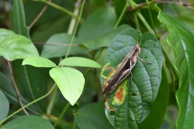 Vahşi bir yaprağın tepesine tünemiş kahverengi kısa boynuzlu çekirgenin yumuşak odak görüntüsü
