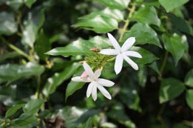 Bahçede açan yıldız yasemin olarak bilinen iki beyaz kokulu çiçeğin görüntüsü