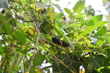Sri Lanka kuş kanadı tırtılı (Troides darsius) Aristolochia indica sarmaşığının çiçek tomurcuklarını yer.