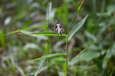 Close up view of a banded blue Pierrot (Discolampa ethion) which is a small white butterfly that has the black markings is perched on top of a grass leaf clipart