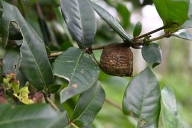 Yumurtaları olan bir peygamberdevesinin yumurta kabuğunun yan görünüşü (Ixora coccinea) ağaç kökünün köküne bağlıdır.)