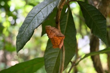 Bir Sri Lanka kuş kanadı kelebeğinin (Troides darsius) bir kök üzerinde asılı bir kozanın ön tarafındaki görünüm.