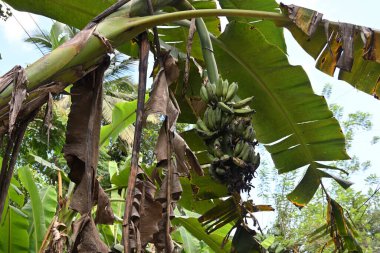 Vahşi hayvanların zarar verdiği bir yığın muzun görüntüsü. Bu ekin hasarı, muz yığını olgunlaşmadan önce de olmuştu..