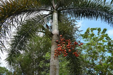 View of a large foxtail palm tree (Wodyetia bifurcata) grown for ornamental purposes clipart